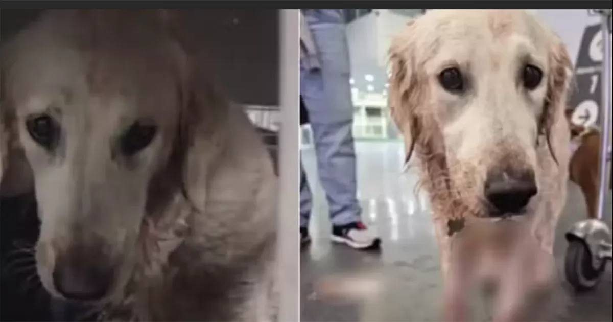 La familia de Maple denuncia que la mascota llegÃ³ ensangrentada y en estado de shock; AeromÃ©xico asegura que cumpliÃ³ con todos los protocolos