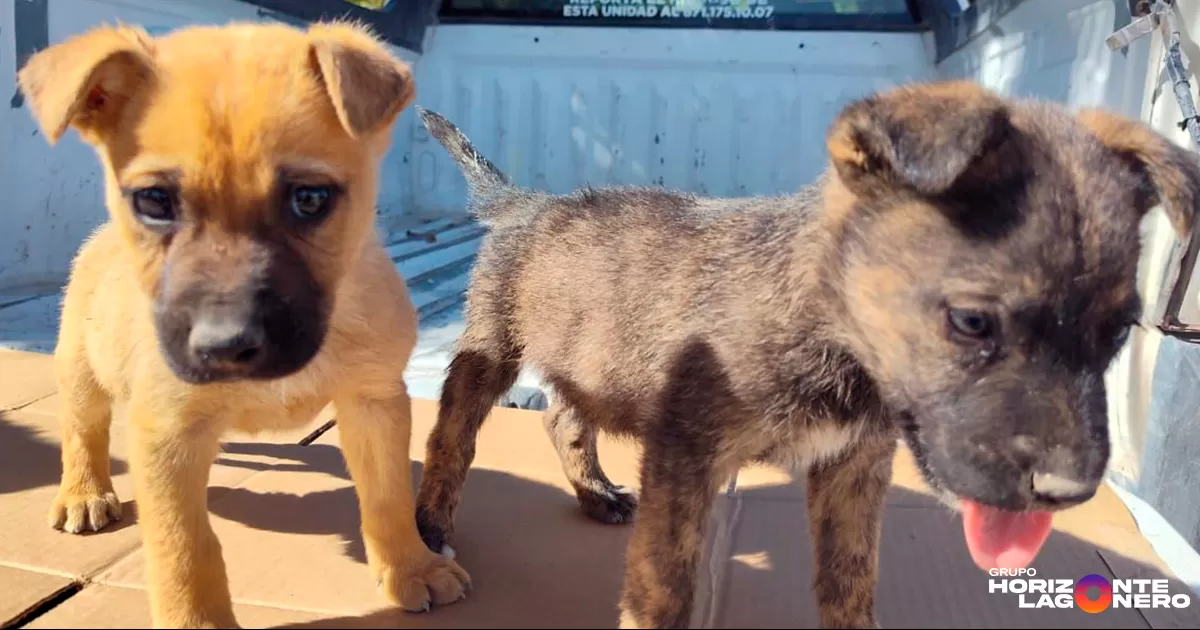 Promueven adopción canina en la Laguna