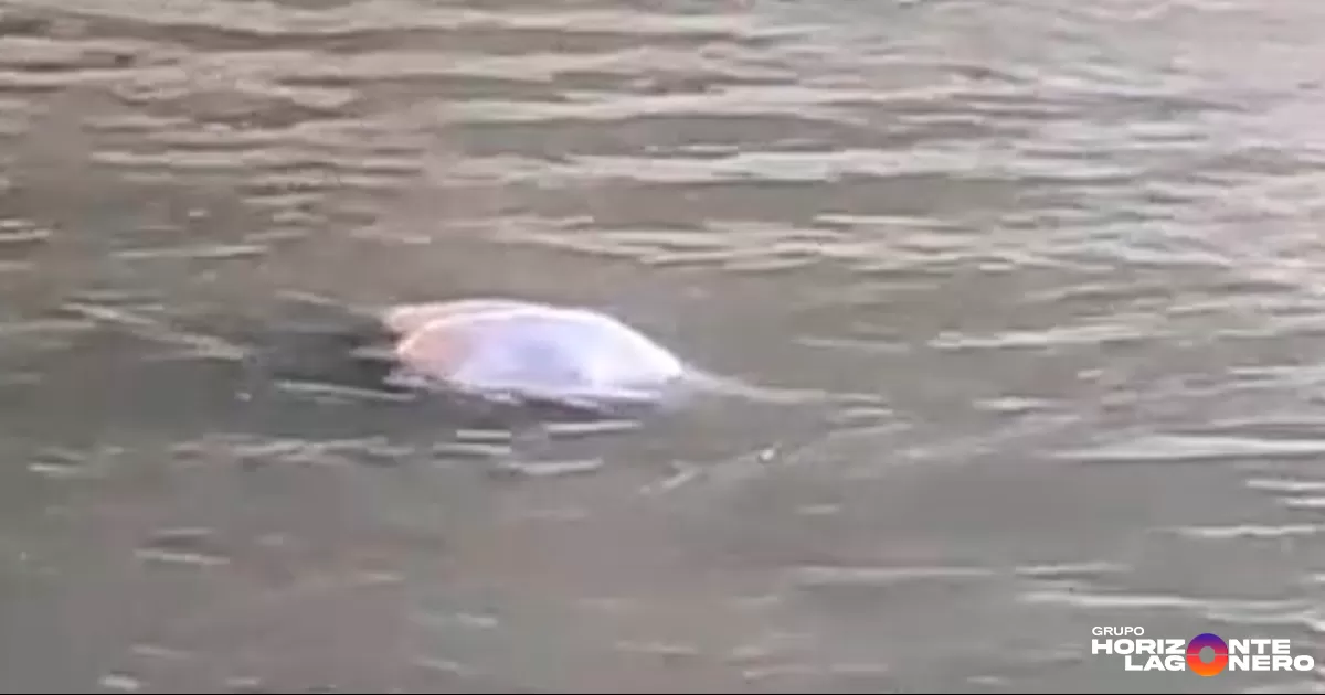 Localizan cuerpo flotando en canal del Sacramento en Gómez Palacio