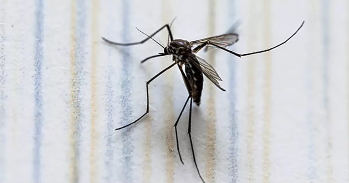 Concentran cinco estados 60 por ciento de casos de dengue; van 18 muertes en lo que va del año