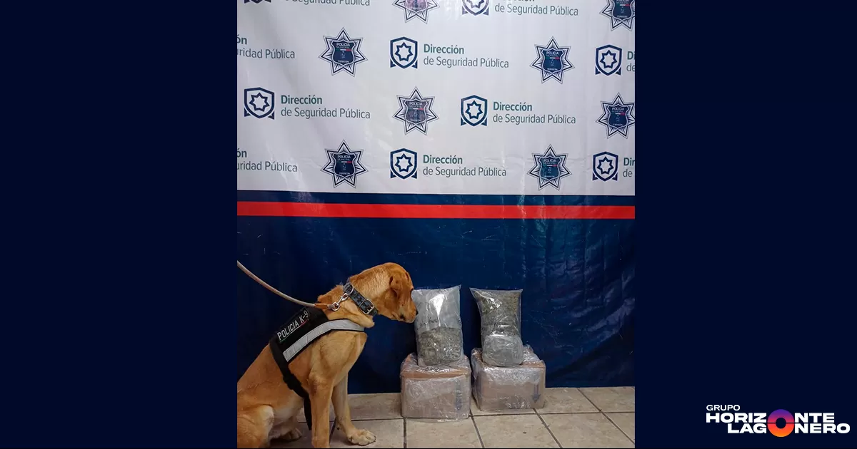 Asegura Unidad K9 paquetes con narcóticos en empresa de paquetería de Torreón