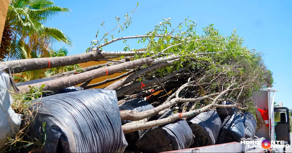 Gustavo Acosta Vázquez, director de Ecología, explicó que esta compensación ecológica responde a la afectación ambiental derivada de la construcción de la nueva tienda Bodega Aurrera El Refugio, ubicada en el fraccionamiento Villas El Refugio.