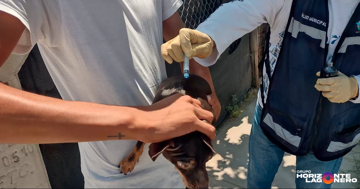 Mantienen acciones de salud animal en la Laguna de Durango