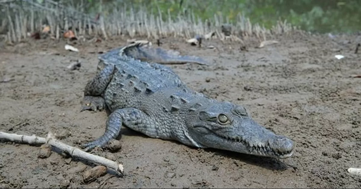 Las extremidades faltantes no fueron localizadas, lo que ha generado sospechas sobre tráfico ilegal de especies o rituales clandestinos