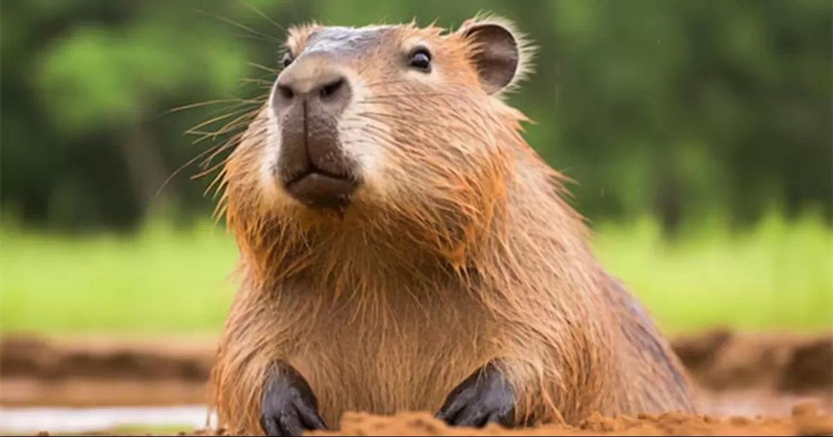 México no es hábitat natural de los capibara, pero existen algunos ejemplares en los zoológicos de Chapultepec y de San Juan de Aragón