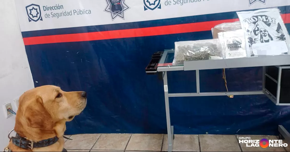 Durante la inspección, el oficial canino “Arturo” mostró una alteración de conducta al olfatear una caja de cartón color café, la cual presentaba una etiqueta con procedencia de Guadalajara y destino a la ciudad de Torreón.
