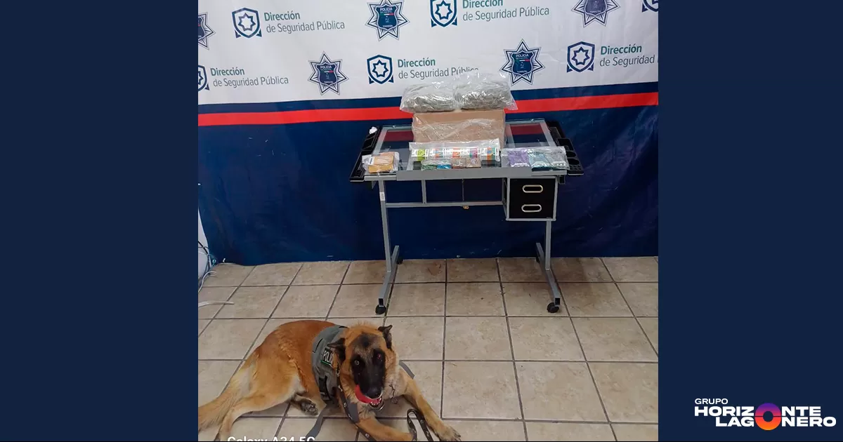 Aseguran presunta marihuana valuada en 45 mil pesos en Torreón