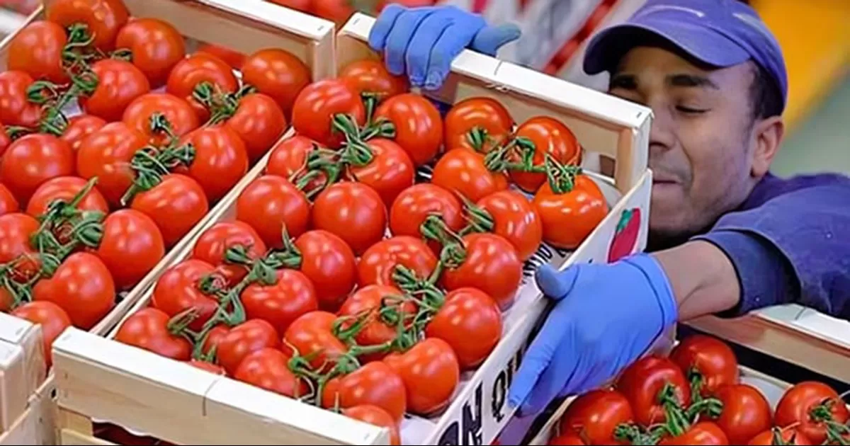‘Va a seguir exportándose a EU, porque tienen esa demanda y no la pueden cubrir con ningún otro producido en ningún otro lugar del mundo’, resaltó
