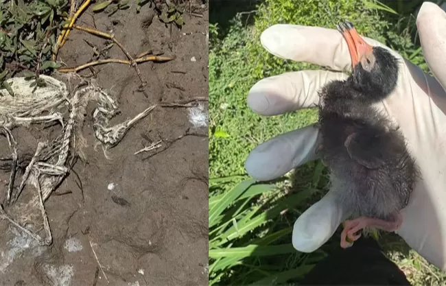 Ambientalistas reportan alerta sanitaria en isla de anidación de aves en la frontera